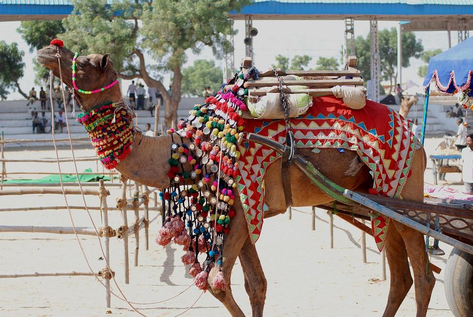 Pushkar camel fair 2023
